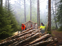 Veli Sauli pistää sahalla koreasti