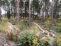Sauli Saari kaatoi ja pätki Nelivedon vierestä ylimääräisiä mäntyjä sekä pyörätielle kaatuneen puun 